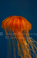 : Chrysaora melanaster; North Pacific Sea Nettle