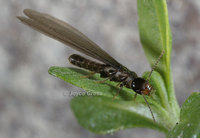 : Reticulitermes hesperus; Western Subterranean Termite