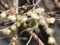 カラフトムシクイ Phylloscopus proregulus Pallas's Leaf Warbler