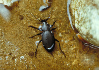 Carabus coriaceus hopffgarteni