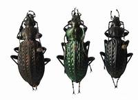 Carabus granulatus