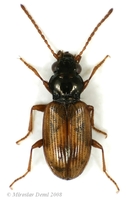 Notaphus ephippium