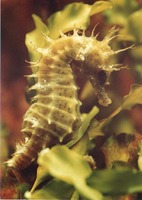 Sea Horse - Spiny Seahorse, Hippocampus guttulatus (=H. ramulosus)