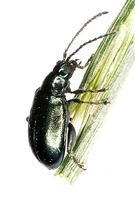 Altica oleracea