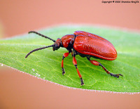 Lilioceris merdigera