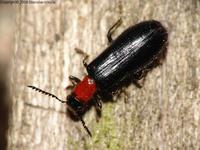 Tillus elongatus