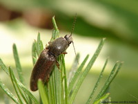 Athous vittatus