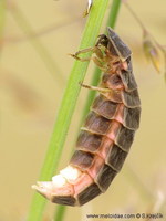 Lampyris noctiluca - Glow Worm