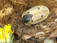 Dendroxena quadrimaculata