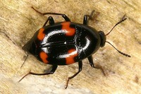 Scaphidium quadrimaculatum