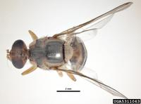 Bactrocera dorsalis