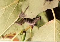 Notodonta ziczac - Pebble Prominent