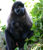 Gray-cheeked mangabey (Lophocebus albigena johnstoni)