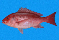 Lutjanus peru, Pacific red snapper: fisheries