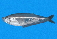 Opisthopterus equatorialis, Equatorial longfin herring: fisheries