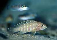 Tanganicodus irsacae, Spotfin goby cichlid: aquarium