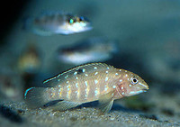 Tanganicodus irsacae, Spotfin goby cichlid: aquarium
