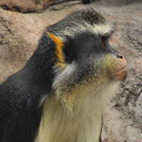 Image of: Cercopithecus wolfi (Wolf's monkey)