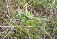 Gampsocleis glabra