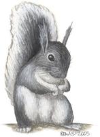 Image of: Sciurus aberti (Abert's squirrel)