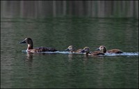 Aythya ferina - Pochard