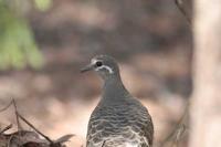 Phaps chalcoptera - Common Bronzewing