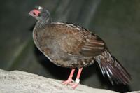 Lophura hatinhensis - Vietnamese Pheasant