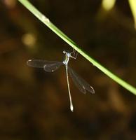 Image of: Lestes