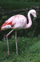 Phoenicopterus chilensis - Chilean Flamingo