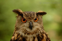 Bubo bubo bubo