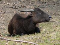 Bubalus quarlesi - Mountain Anoa