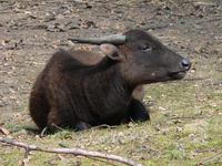 Bubalus quarlesi - Mountain Anoa