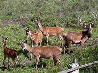 Cervus elaphus hippelaphus