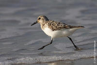 Image of: Calidris alba (sanderling)