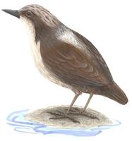 Image of: Cinclus leucocephalus (white-capped dipper)