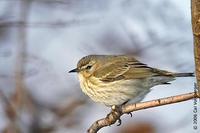 Image of: Dendroica tigrina (Cape May warbler)