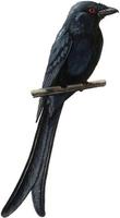 Image of: Dicrurus macrocercus (black drongo)