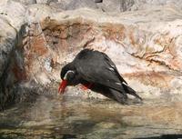 Image of: Larosterna inca (Inca tern)