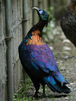 Image of: Lophophorus lhuysii (Chinese monal)