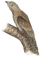 Image of: Nyctibius grandis (great potoo)