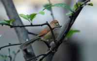 Image of: Paradoxornis webbianus (vinous-throated parrotbill)