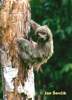 Bradypus variegatus - Brown-throated Three-toed Sloth