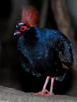 Image of: Rollulus rouloul (crested partridge)