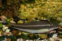 Garra cambodgiensis