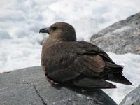 Image of: Stercorarius maccormicki (south polar skua)