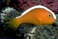 Image of: Amphiprion sandaracinos (orange anemonefish)