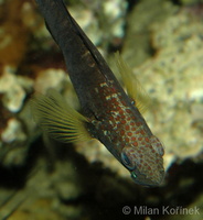 Amblygobius phalaena - Banded Goby