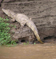 Image of: Caiman crocodilus (spectacled caiman)