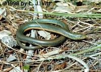 Image of: Ophisaurus ventralis (eastern glass lizard)