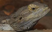 Image of: Pogona minor